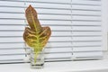 Leaf of the plant in a glass with water is on the windowsill. Concept: selection, cultivation of plants at home