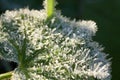 Leaf of a plant macro close up Royalty Free Stock Photo