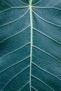 The leaf of a plant macro shot. beautiful texture of the plant with veins and cells Royalty Free Stock Photo