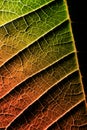 A leaf of a plant photographed at close range