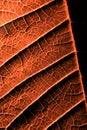 A leaf of a plant photographed at close range