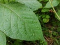 The leaf of the plant after the rain is covered with small droplets. View from above. On a large green leaf there are Royalty Free Stock Photo