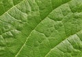 Leaf of plant surface background Royalty Free Stock Photo