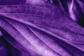 Leaf plant texture, macro shot. Ultra violet or purple color toned as abstract backdrop for design. Nature background Royalty Free Stock Photo