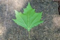 Leaf of a Platanus hybrida - Platanus acerifolia