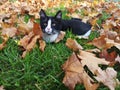 Leaf playground animals cat