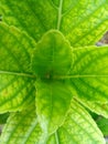 nature Leaf in sri lanka