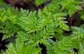 Leaf of Poison Hemlock, Conium maculatum L.