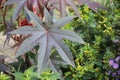 Leaf of the poisonous castorbean (Ricinus communis)