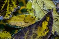 Leaf in a pool of water Royalty Free Stock Photo