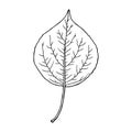 Leaf of poplar cottonwood. Forest design element. Drawing sketch outline.
