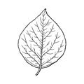 Leaf of poplar cottonwood. Forest design element