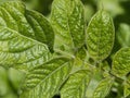 Leaf of potato plant, Solanum tuberosum, detail