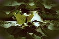 Lotus Leaf foliage wallpaper Photosynthesis, Environment concept.