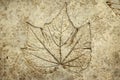 Leaf print on concrete texture