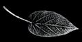 Leaf printed on paper Royalty Free Stock Photo