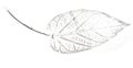 Imprint of leaf - Graphics - monoprint Royalty Free Stock Photo