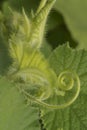 Leaf and pumpkin bud Royalty Free Stock Photo