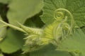 Leaf and pumpkin bud Royalty Free Stock Photo