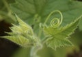 Leaf and pumpkin bud Royalty Free Stock Photo