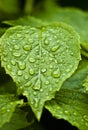 Leaf with rain drops
