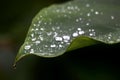 Leaf and Rain Drops