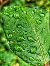 Leaf Rain Drops Nature Branch Green Macro Autumn Royalty Free Stock Photo