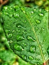 Leaf Rain Drops Nature Branch Green Macro Autumn