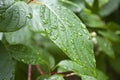 Leaf with rain drops. Royalty Free Stock Photo