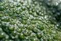 Leaf after rain full of raindrops Royalty Free Stock Photo