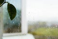Leaf and rain glass window