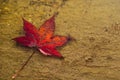 Leaf in the Rain