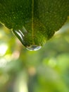 Leaf raindrop Royalty Free Stock Photo