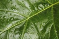 Leaf with Raindrops # 3 Royalty Free Stock Photo