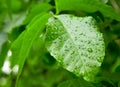 Leaf after raining