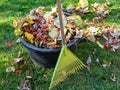 Leaf rake in autumn gardening Royalty Free Stock Photo
