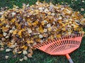 Leaf raking in autumn. Rake and leaf stack.