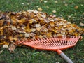 Leaf raking in autumn. Rake and leaf stack.