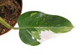 Leaf of rare tropical `Philodendron White Princess` houseplant with white variegation with spots  on white background Royalty Free Stock Photo