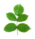 Leaf raspberry isolated on a white Royalty Free Stock Photo