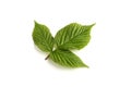 Leaf raspberry isolated on a white