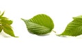 Leaf raspberry isolated on a white