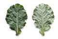 Leaf of rastan Collard greens, collards - popular leafy vegetables in Balkan cuisine. Leaf on both side. Isolated on white