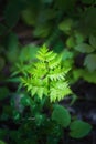 Leaf of a Rattlesnake Fern