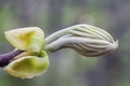 Leaf ready to unfold at end of branch Royalty Free Stock Photo