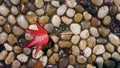 Leaf red autumn winter colors on pebbles wer from the rain