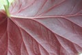 Leaf red close up