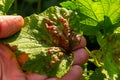 Leaf of red currant bush infected with pests - gallic aphid Capitophorus ribis, Aphidoidea. Aphids absorb the sap of the plant,