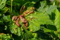 Leaf of red currant bush infected with pests - gallic aphid Capitophorus ribis, Aphidoidea. Aphids absorb the sap of the plant,