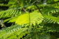 Leaf of Red Flamboyant flower Royalty Free Stock Photo
